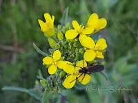 Dansvliegen [Empididae]